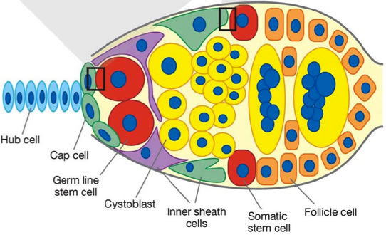 Oocyte niche